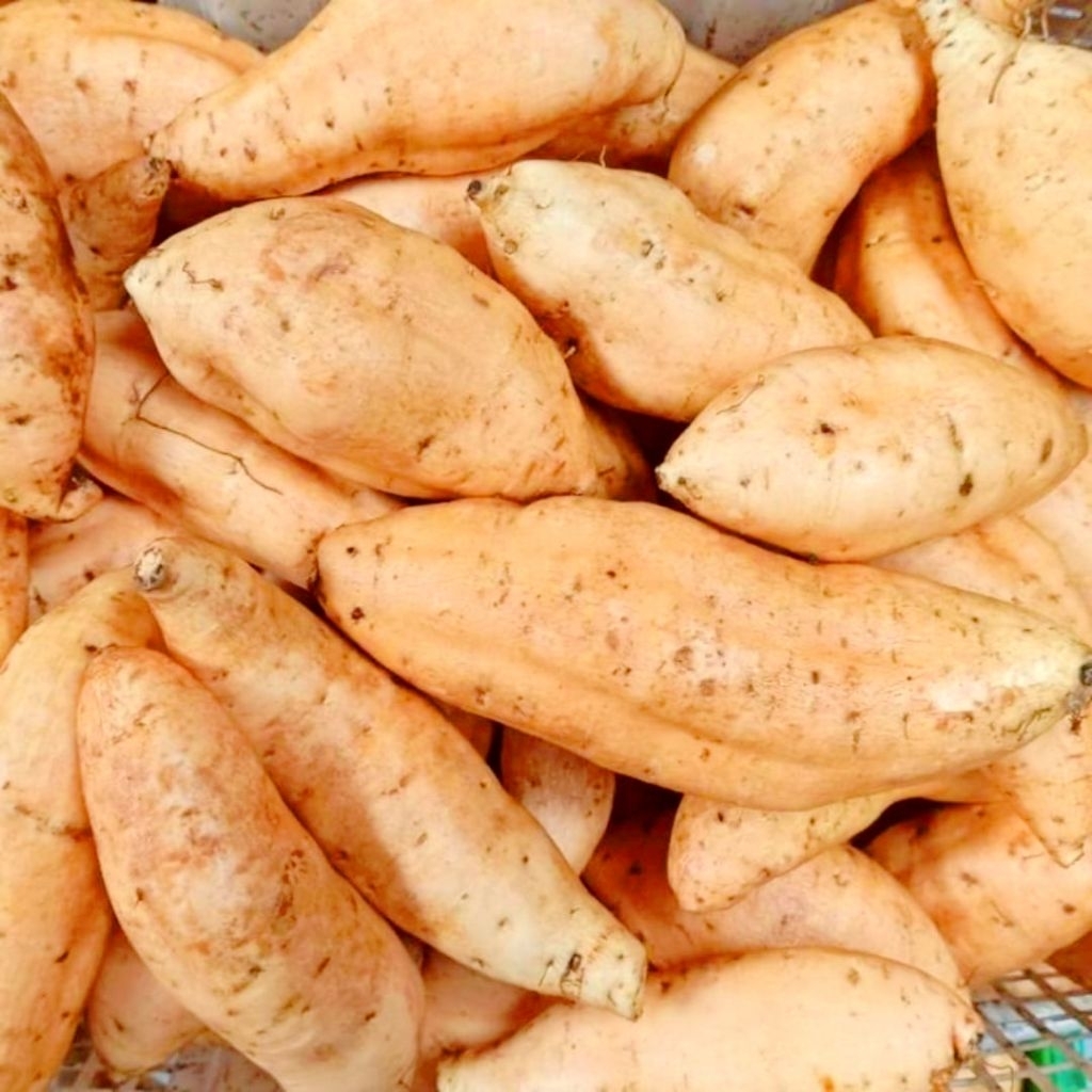 

Paket 10 Kilo Ubi Madu Cilembu Fresh Ukuran Super Asli Tegal