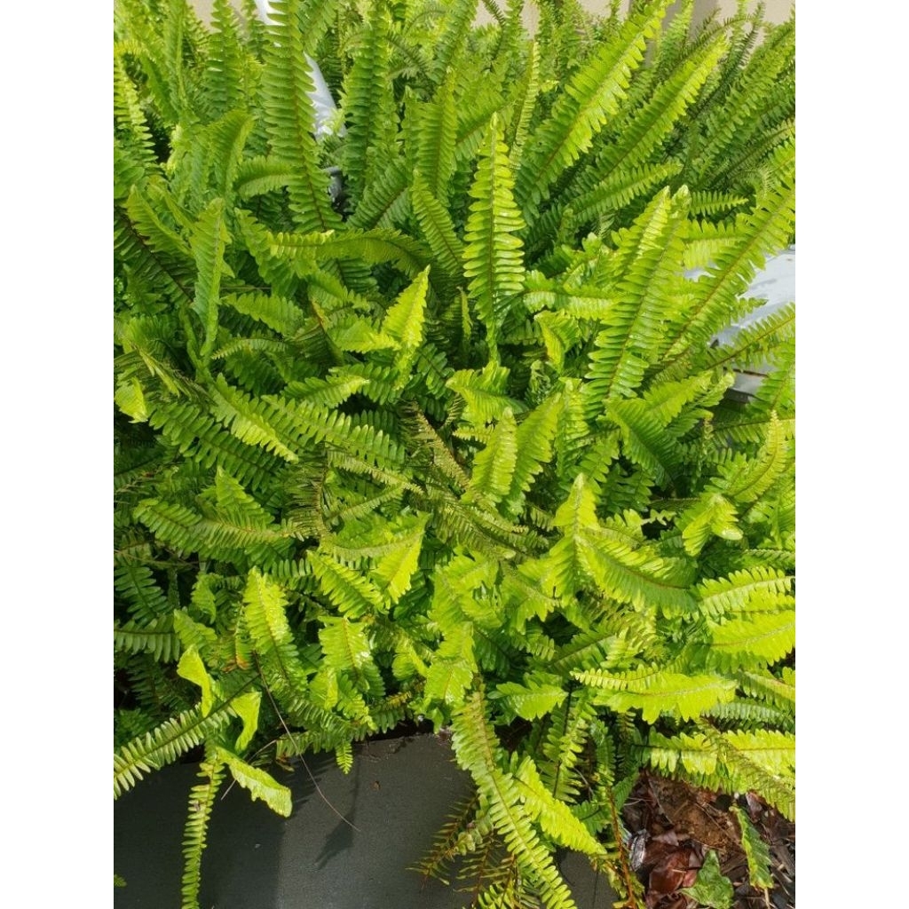 PAKIS BOSTON 1KG / PAKIS KELABANG 1KG / PAKIS HIAS / PAKIS TAMAN / PAKIS BOSTON 1KG TAMAN / PAKIS HI