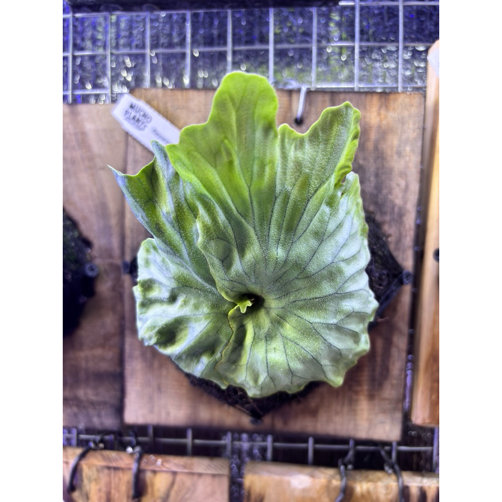 platycerium wandae dwarf curling