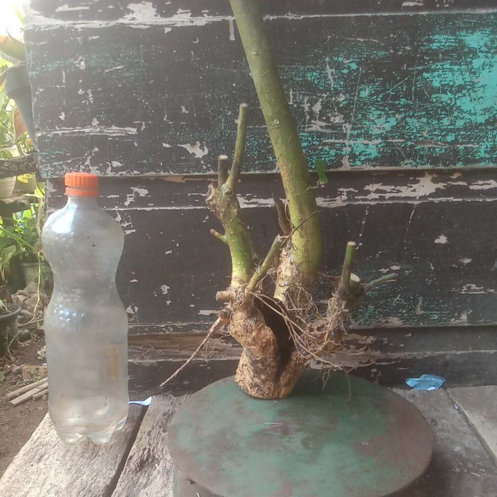 bahan bonsai serut dongkelan berkarakter