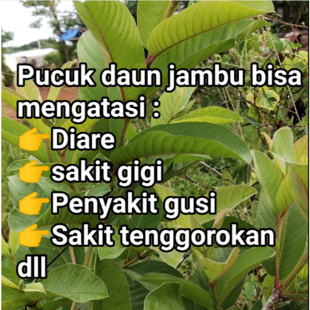 

1 KG DAUN JAMBU BIJI SEGAR / 500 GRAM DAUN BIJI KLUTUK SEGAR