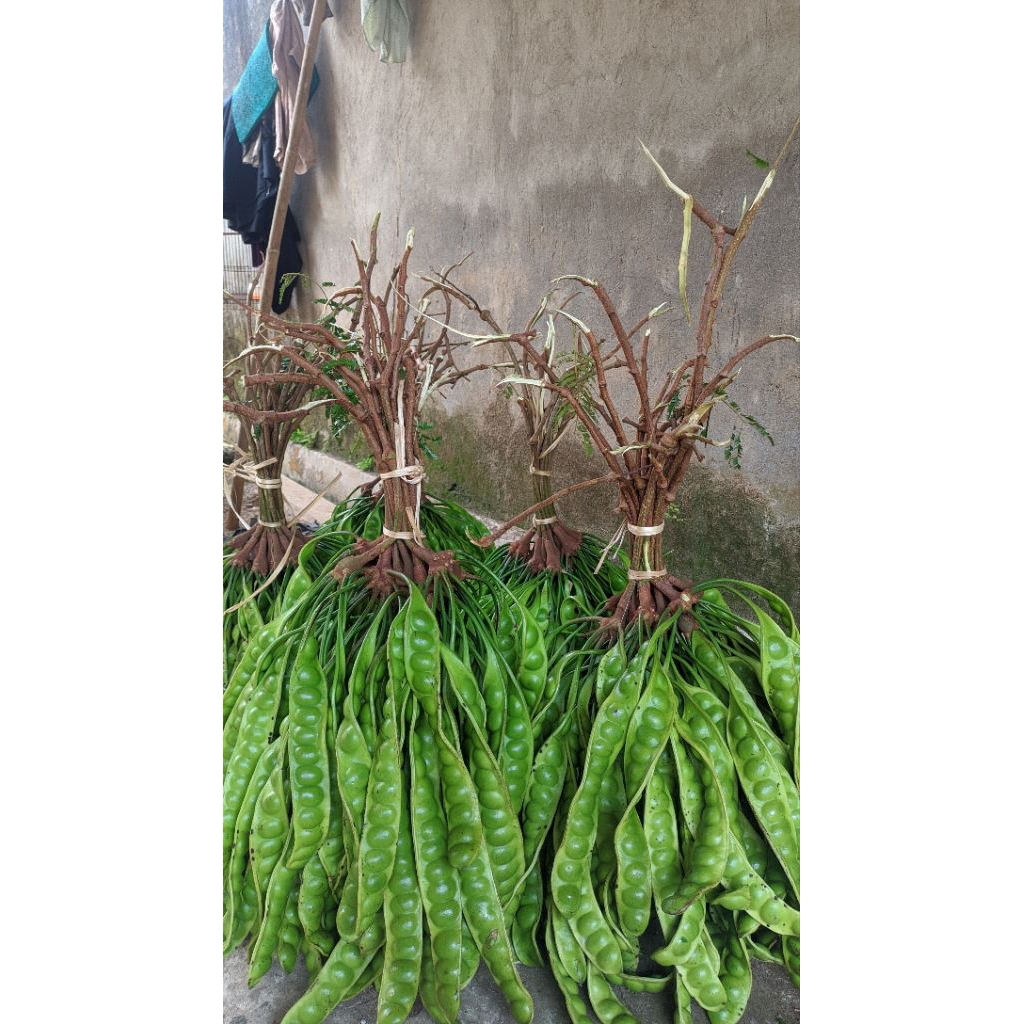 

PETE/PETAI PADI TUA FRESH PER 30 PAPAN LONJOR