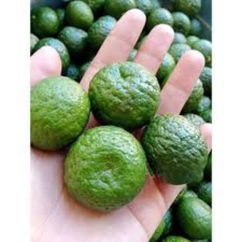 

benih jeruk purut isi 10 butir