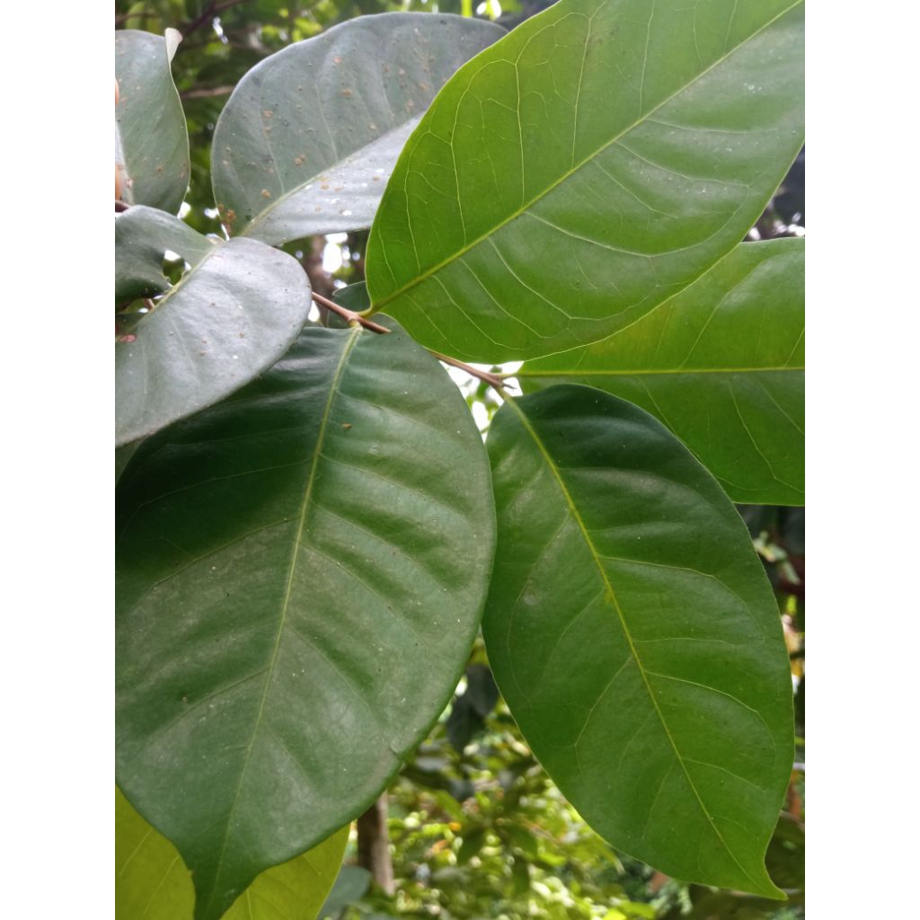 

Daun Salam 50 Lembar