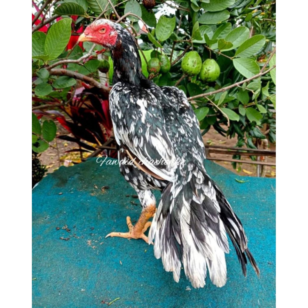 AYAM BIANG BANGKOK EKOR LIDI//BIANG BETINA EKOR LIDI