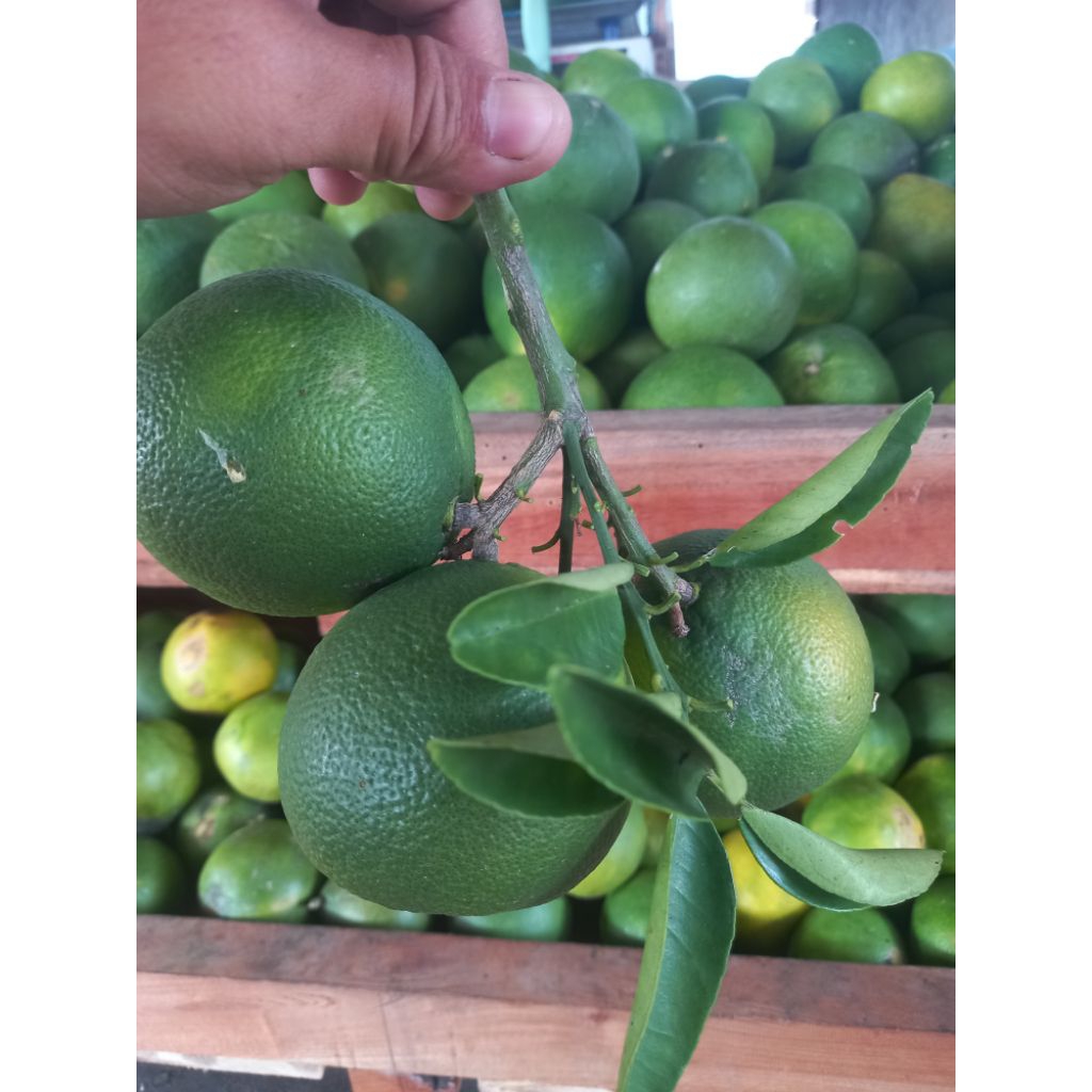 

JERUK BABY JAVA/JERUK BABY LOKAL SRAGEN