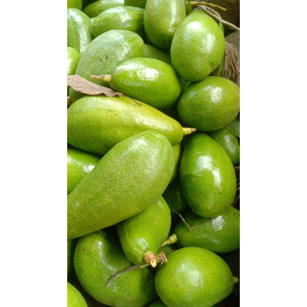 

alpukat mentega super muria