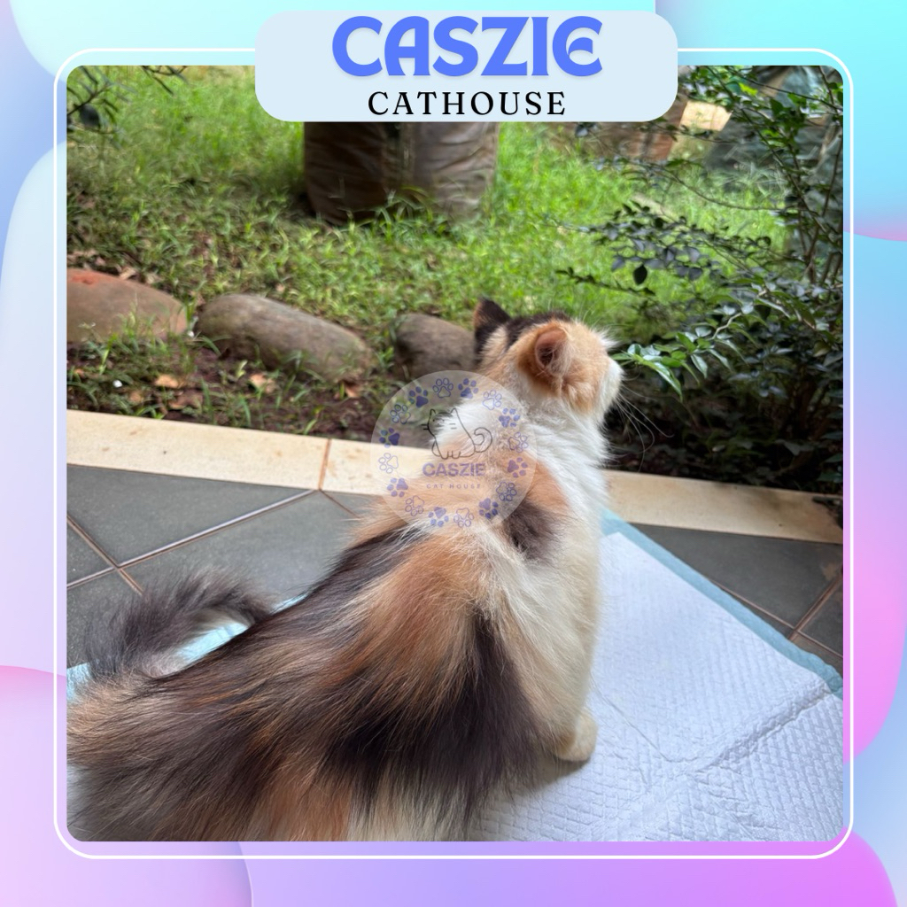 Kucing Persia Peaknose BETINA CALICO Imut & Sehat ✨READY ADOPT✨ – CASZIE Cathouse