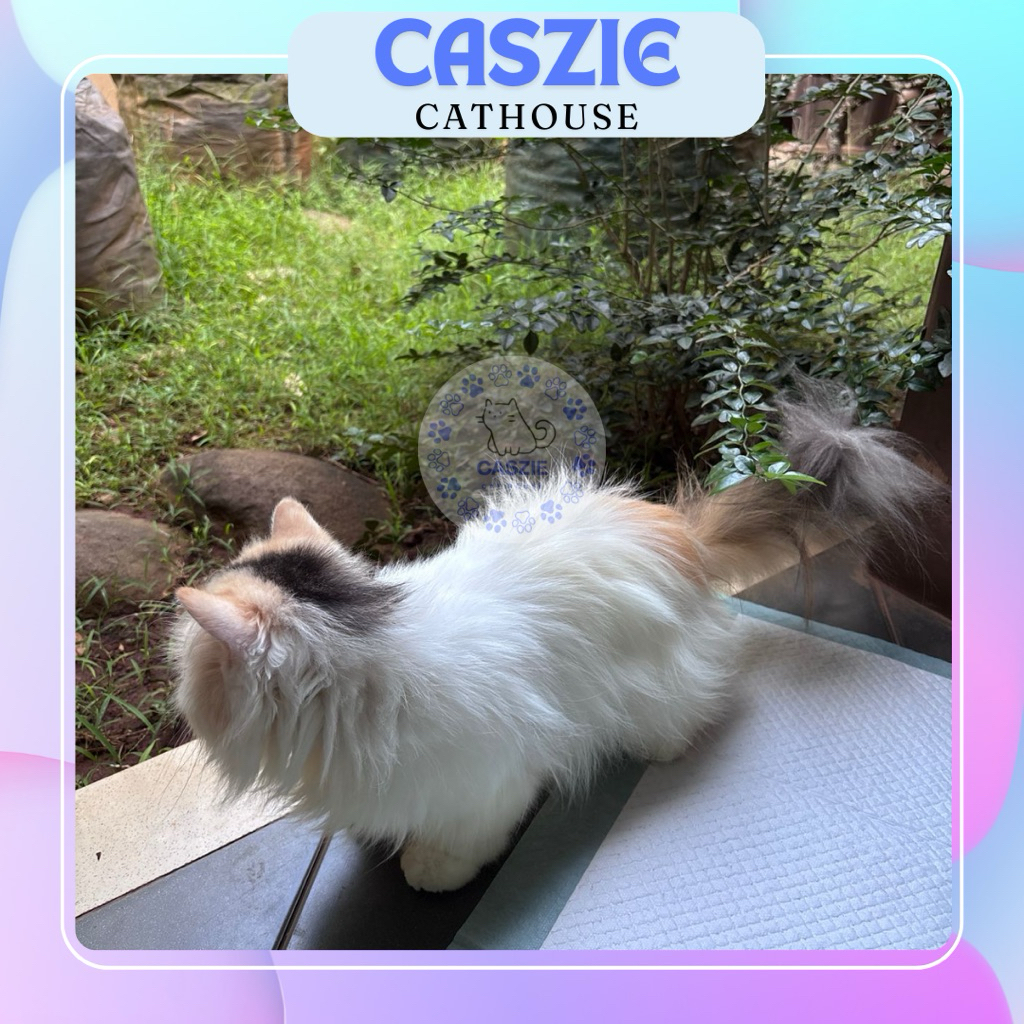 Kucing Persia Peaknose BETINA CALICO Imut & Sehat ✨READY ADOPT✨ – CASZIE Cathouse