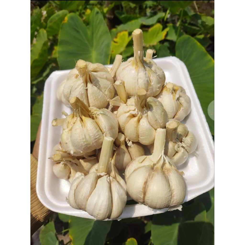 

Bawang Putih Kating Super – Bersih, Ukuran Besar & Tanggung