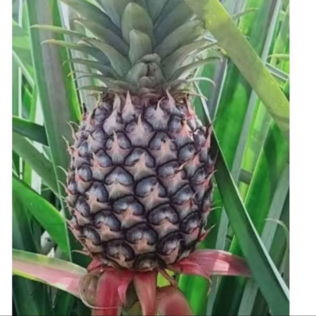 

Nanas Muda Presh Untuk Rujak 1 Pcs