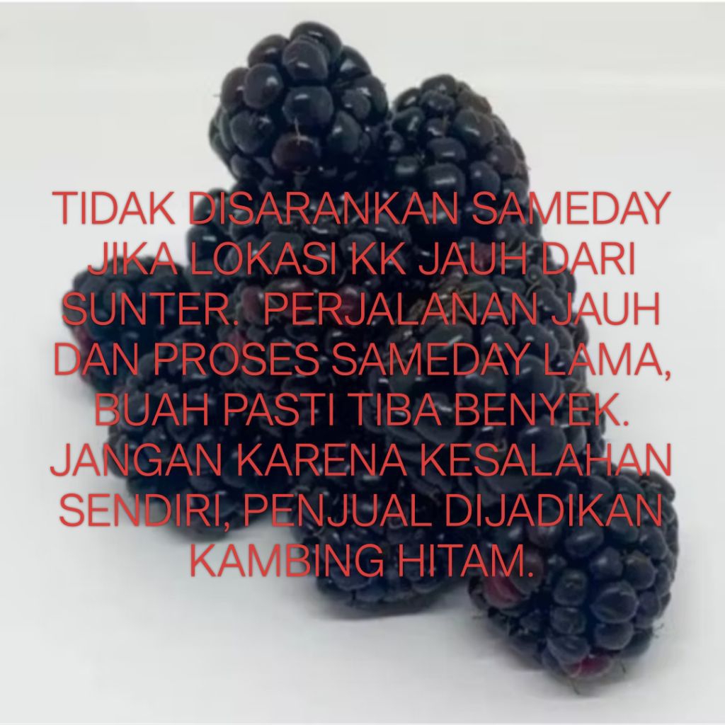 

Frozen Fruit Blckberries Buah Blackberry Beku