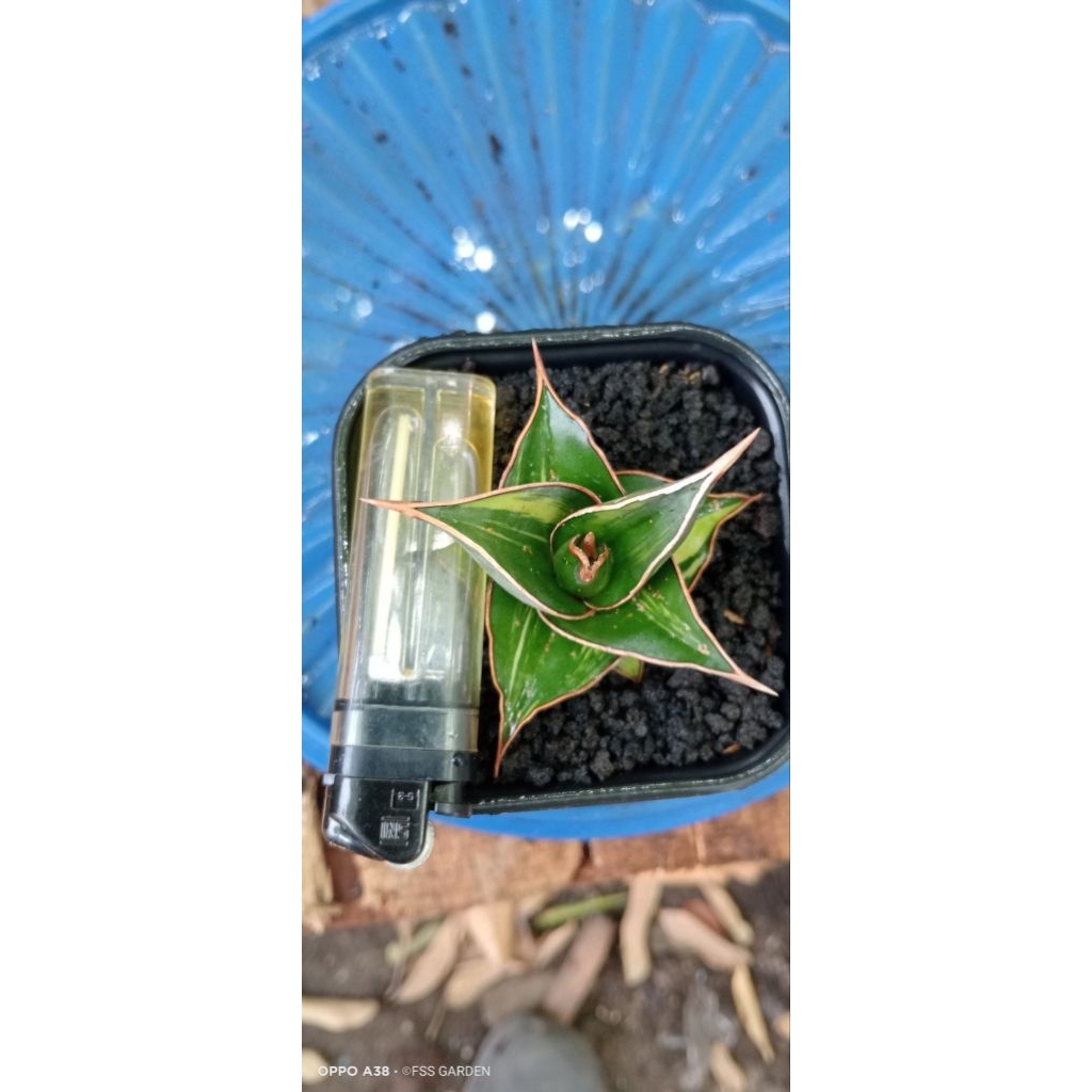 Sansevieria Pinguiculata Varigata