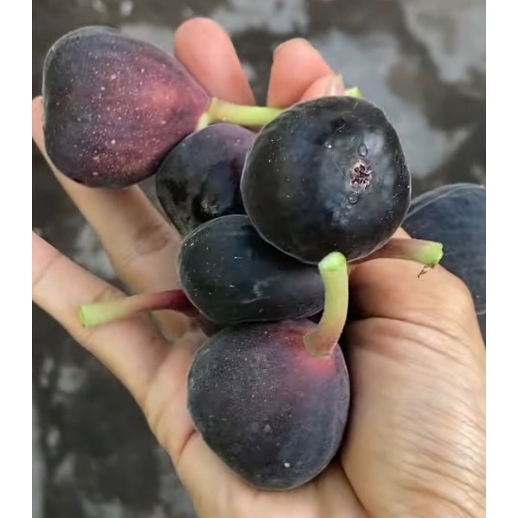 bibit cangkok buah tin iraqi berbuah manis