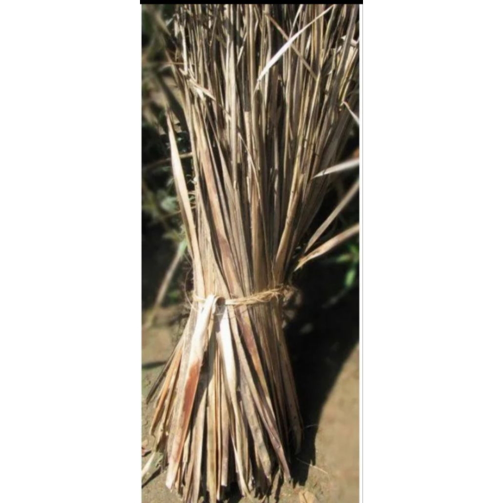 500gr daun kelapa kering