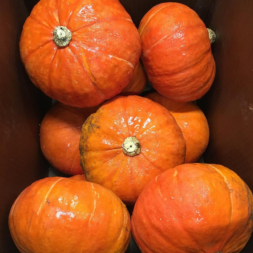 Labu Kabocha Orange Segar | Labu Jepang