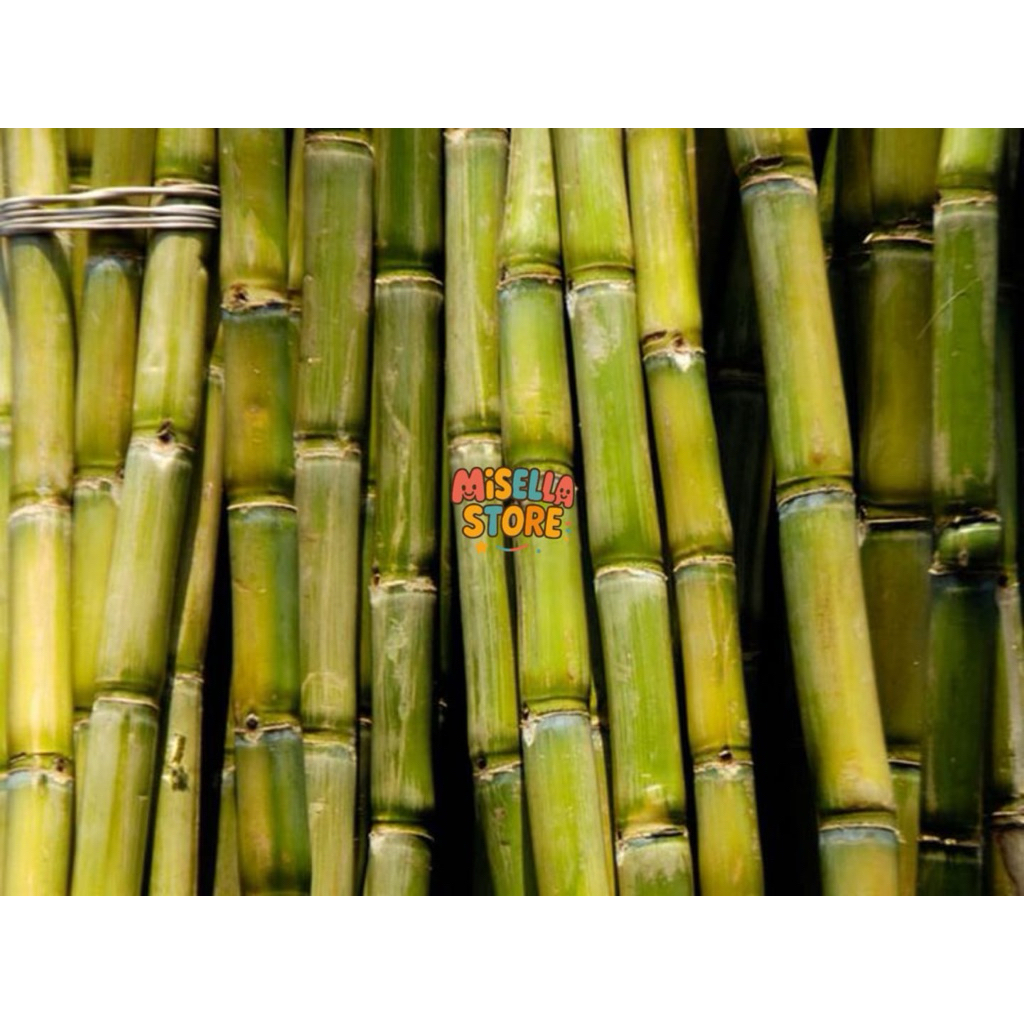 

Tebu Hijau Manis Segar Berat 1 Kg