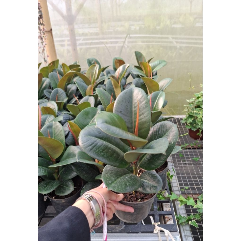 Ficus elastica burgundy import tanaman pembersih udara