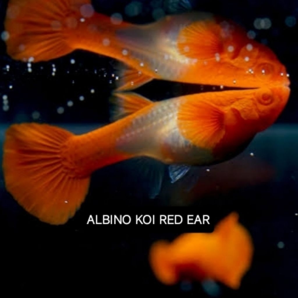 

Extra Packing Styrofoam Kardus | ALBINO KOI RED EAR | Kamaquatic