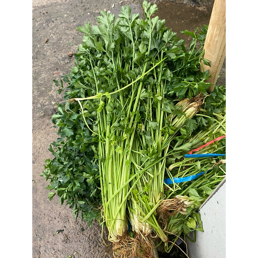 

Seledri/sop hijau fresh 250 gram