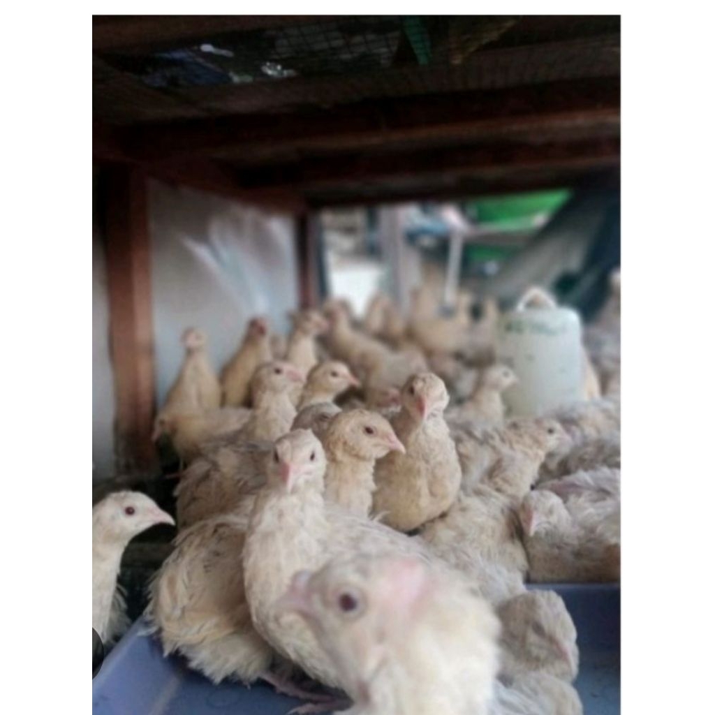 puyuh albino mata merah