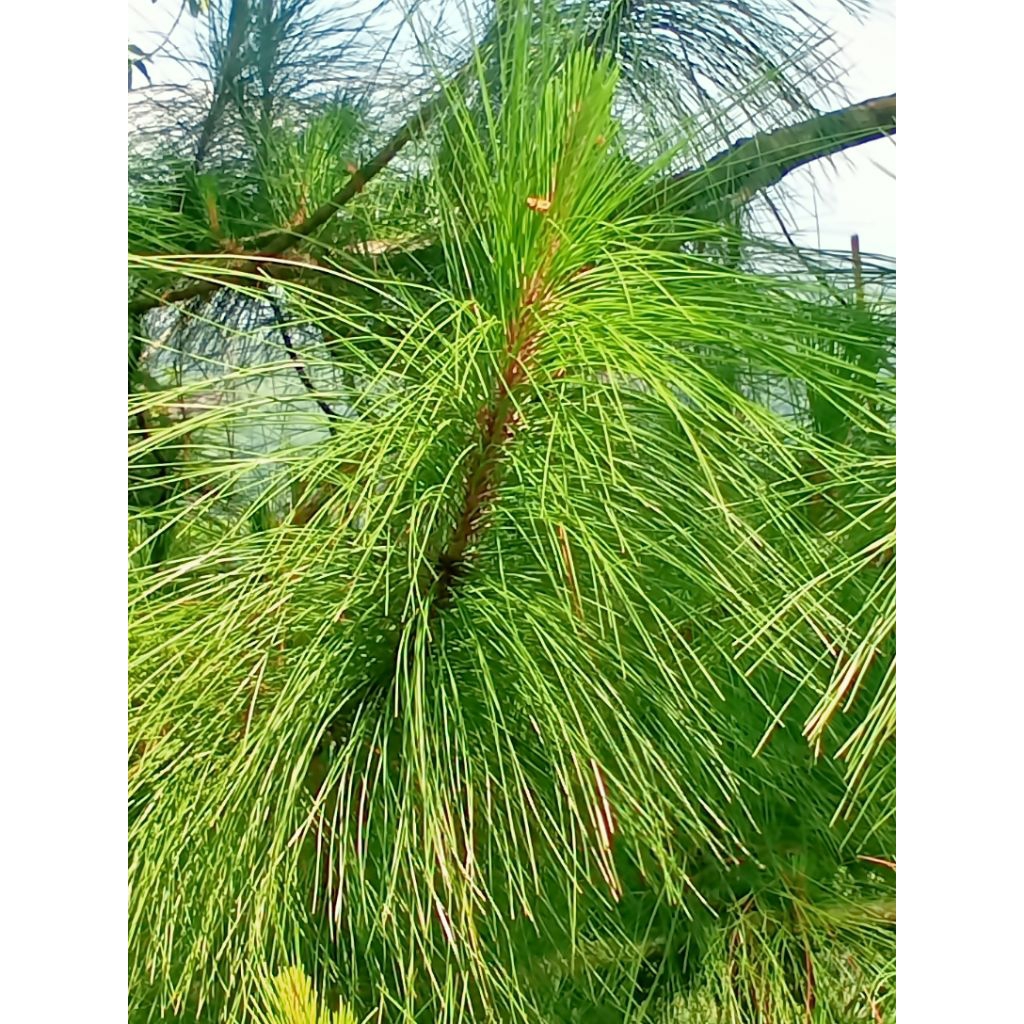 

daun pinus segar 1kg