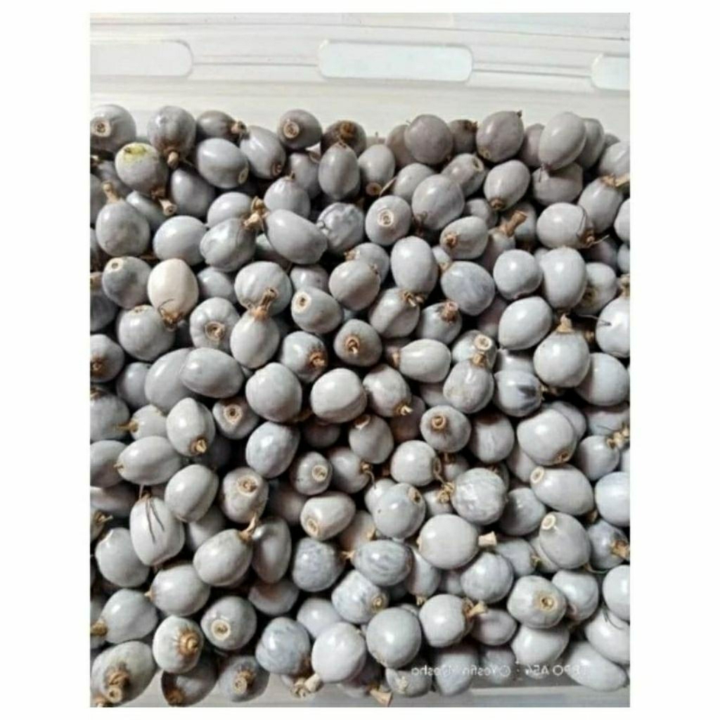 

jagung jola Jali 50 biji