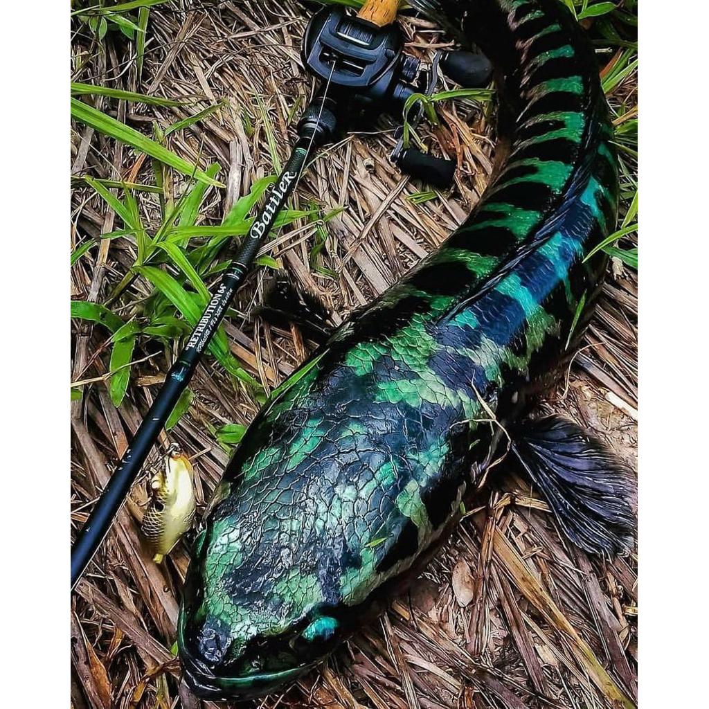 ikan toman hijau isi 5 ekor top kualitas