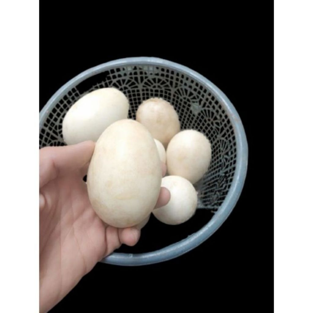 

Telur angsa busuk calang gagal menetas