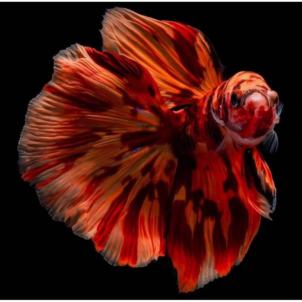 cupang halfmoon nemo jantan warna bagus ekor lebar