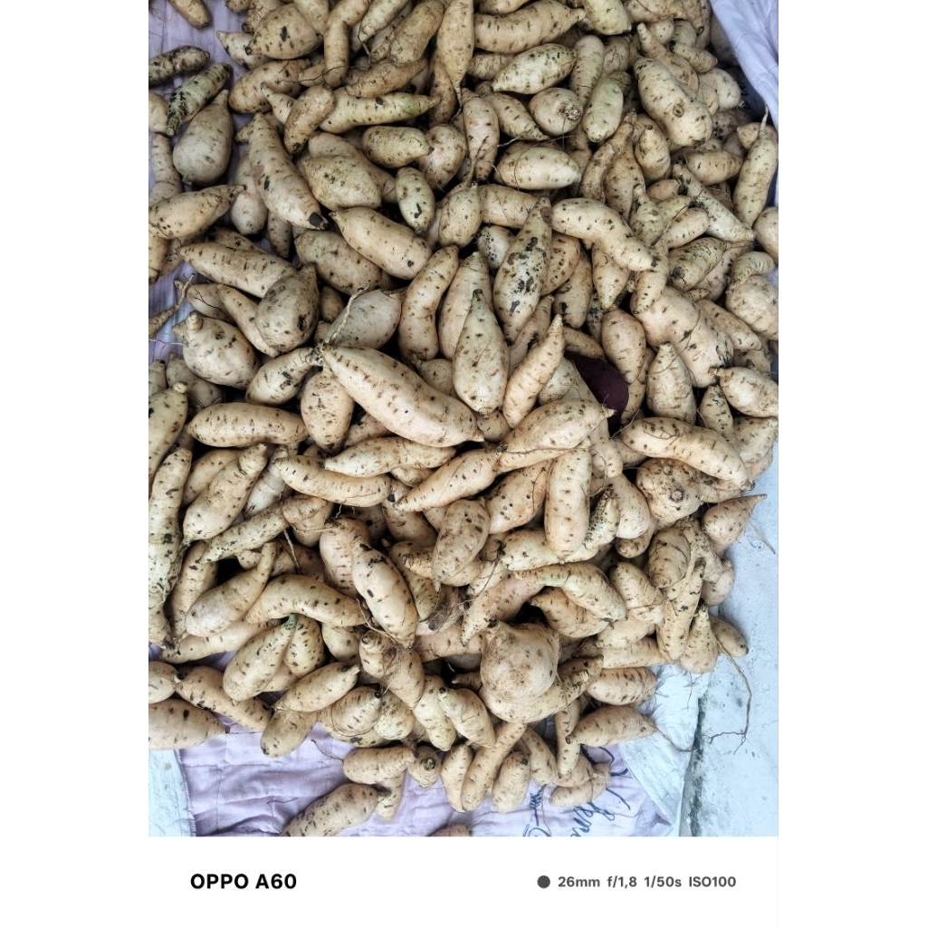 

ubi cilembu manis nya poll