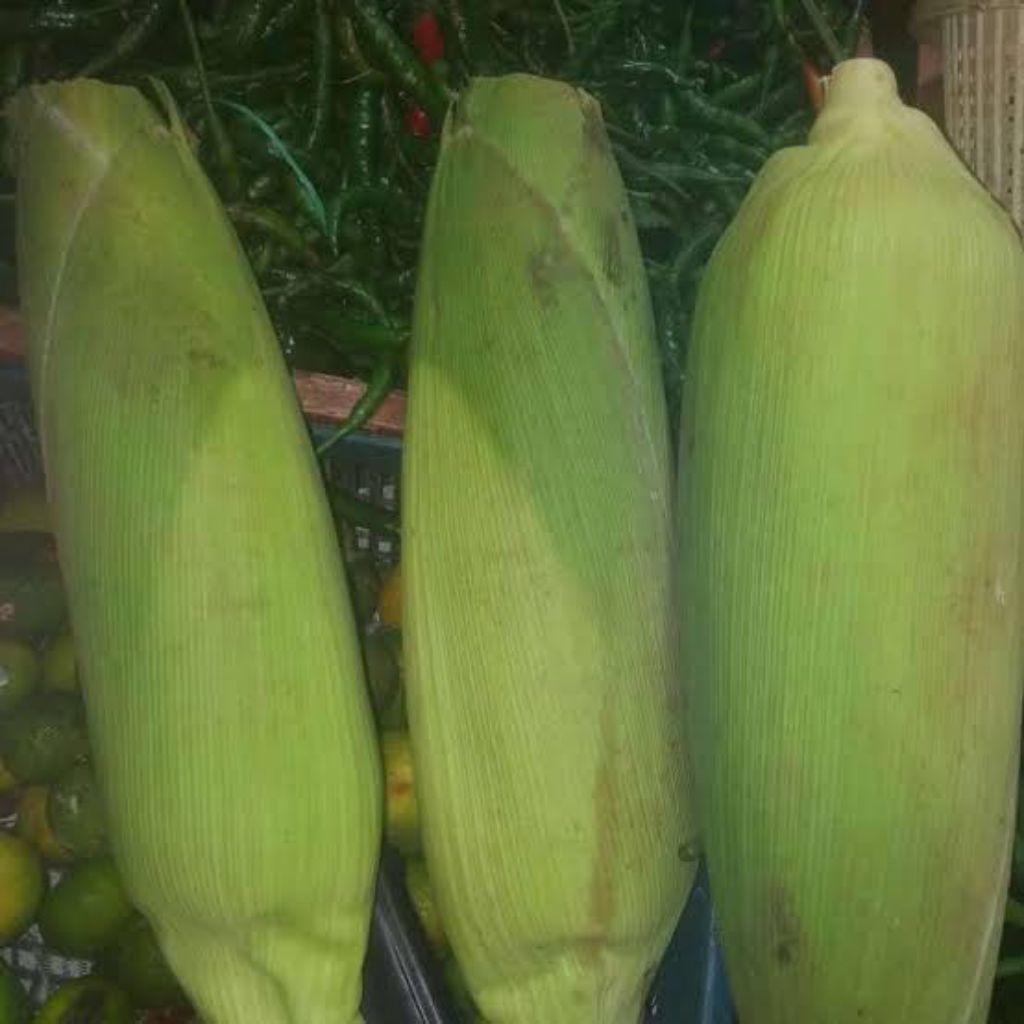 

jagung madu