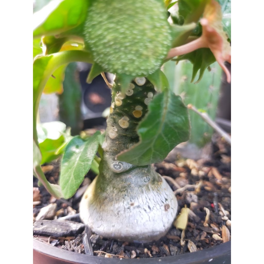 Dorstenia Foetida Hybrid