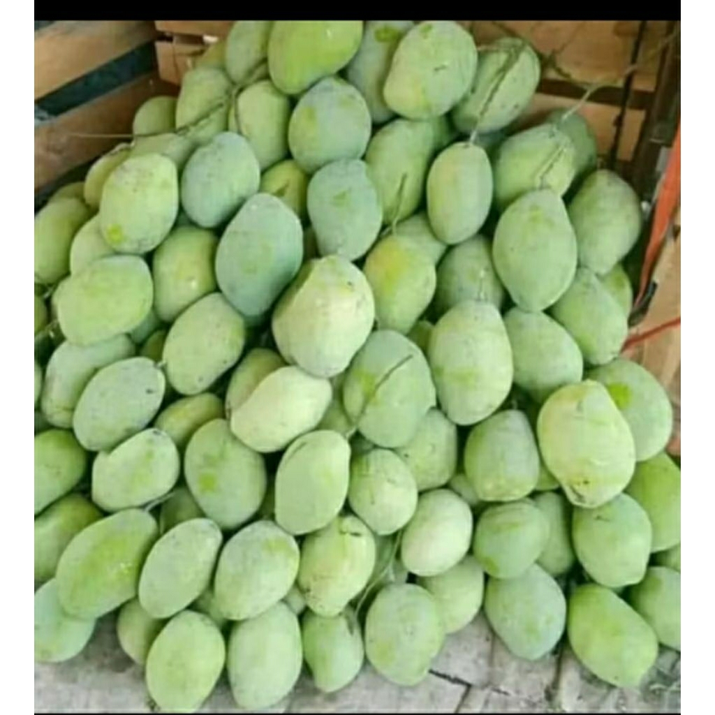 

mangga muda mentah fresh murah 1kg