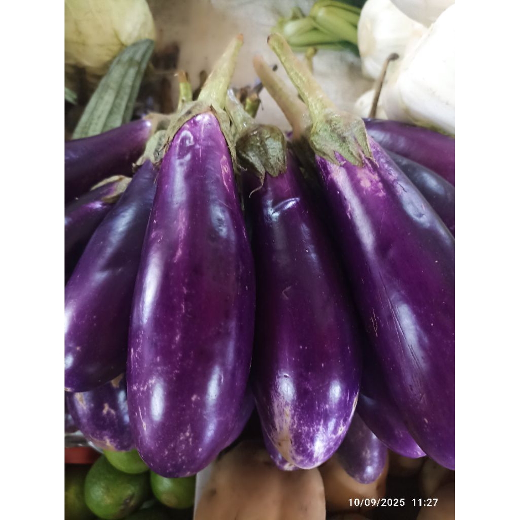 

Terong ungu || Sayuran terong ungu panjang