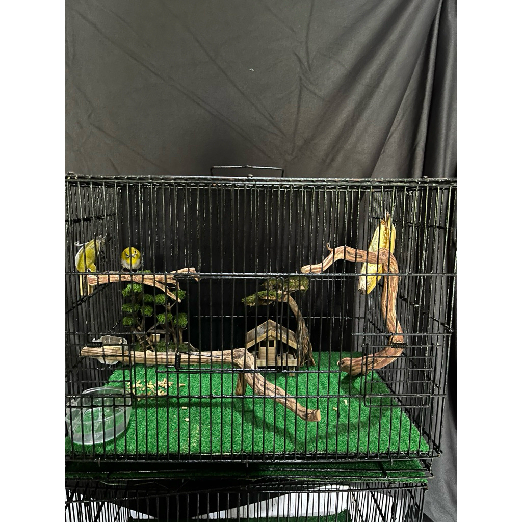 mini aviary aviari mini burung kecil original