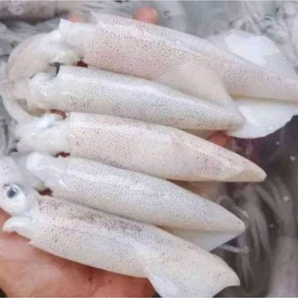 

Cumi segar ukuran sedang d jual / 500gr ya kak