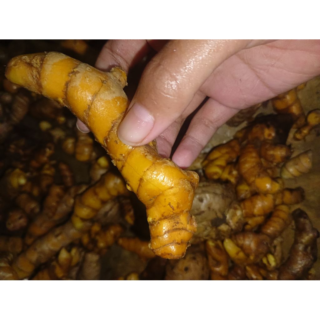 

Temulawak Kunyit Kuning Asli 1kg
