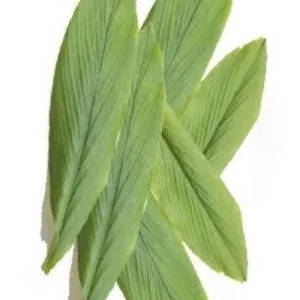 

daun kunyit 3 lembar