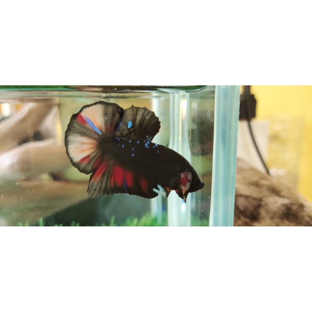 ikan cupang Avatar nemo/black varian