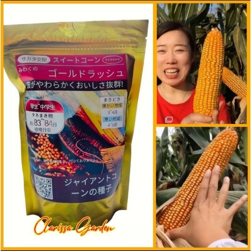 biji benih jagung raksasa 100 benih