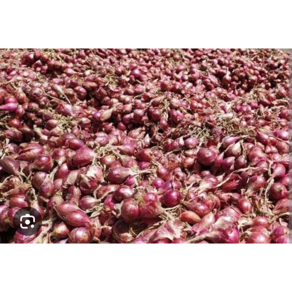 

brambang Brebes ukuran besar kecil (TDK kecil bgt) ukuran 100gram