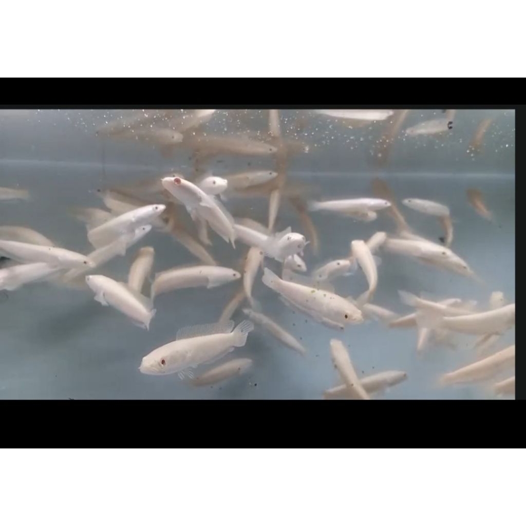 Hiasan akuarium Striata albino