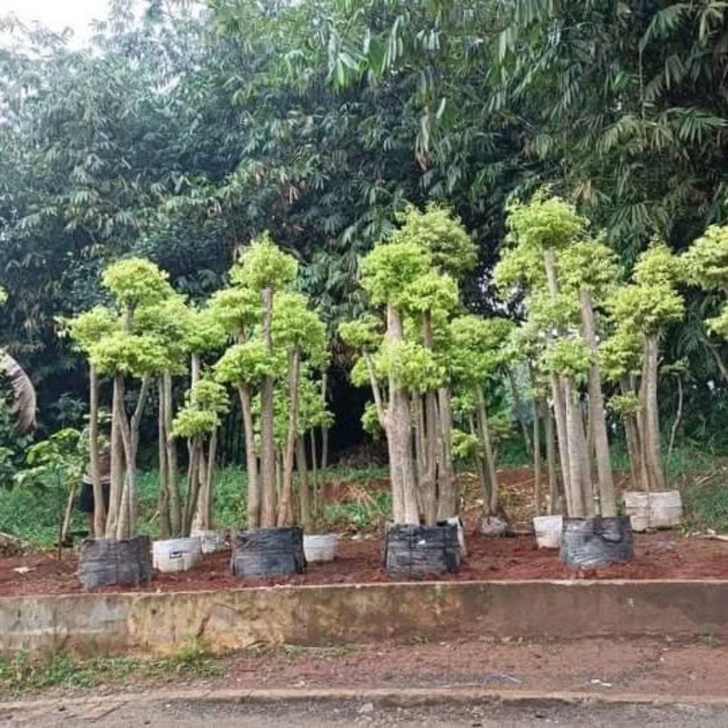 pohon anting putri / bonsai anting putri 1 meter