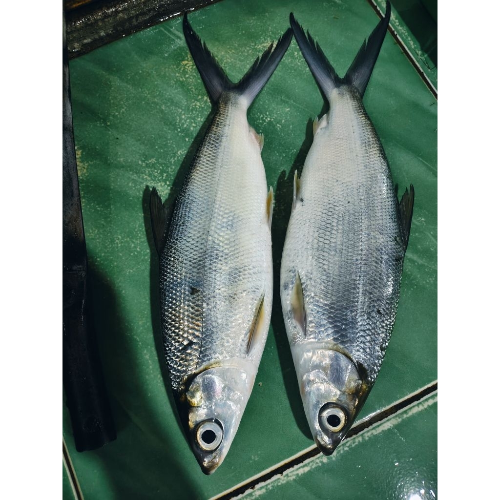 

Bandeng seger d jual per 1kg isi 1-2-3 ya kak