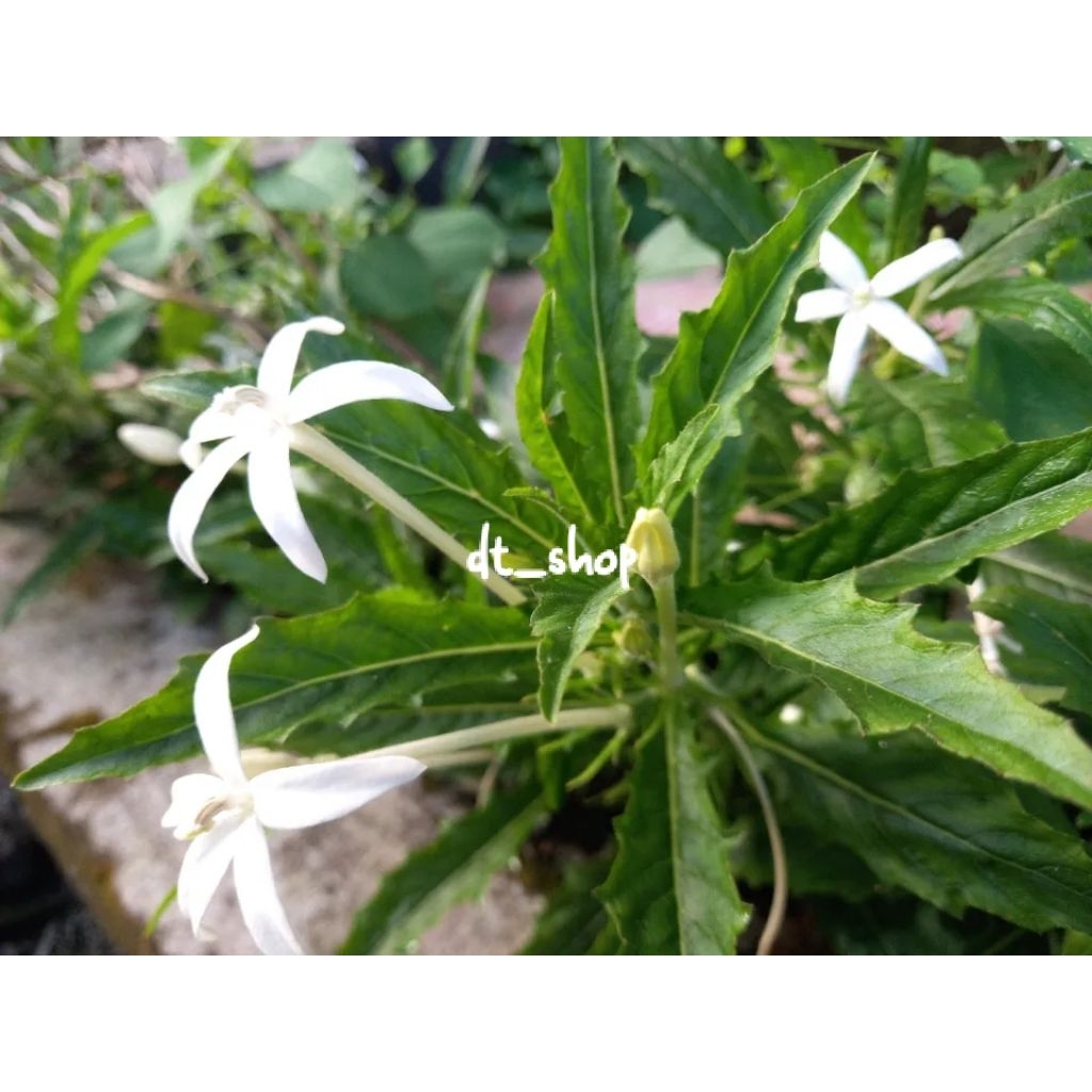 

Daun kumis kucing 100 gram