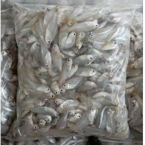

IKAN WADER LAUT SEGAR 1 KG