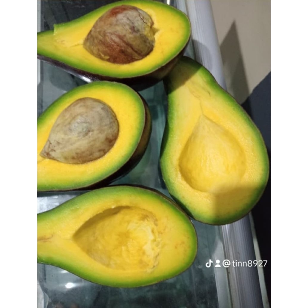 

Alpukat mentega Curup JUMBO (1-2/KG)