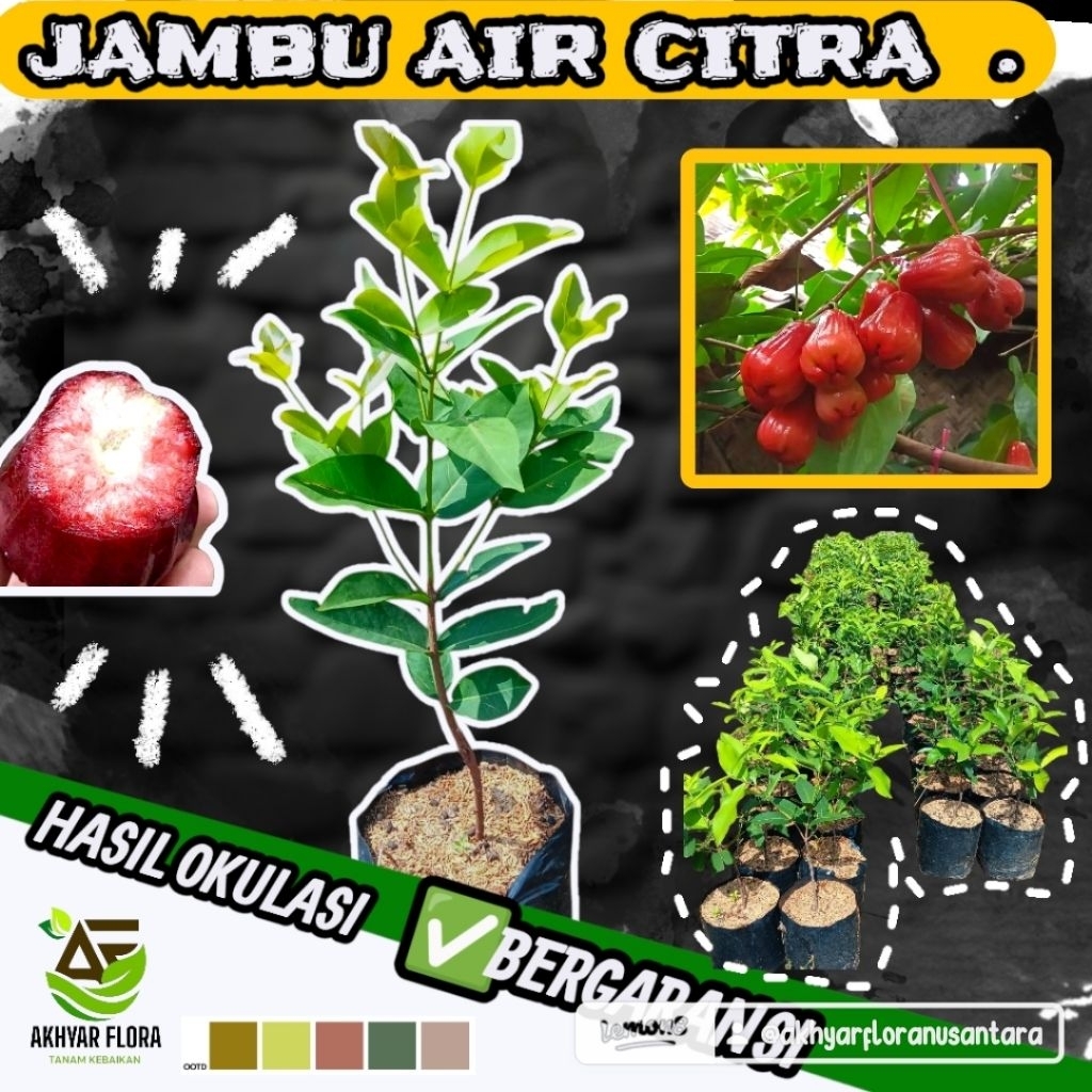 Bibit Jambu Air Citra Okulasi Tanaman Buah Jambu Air Citra