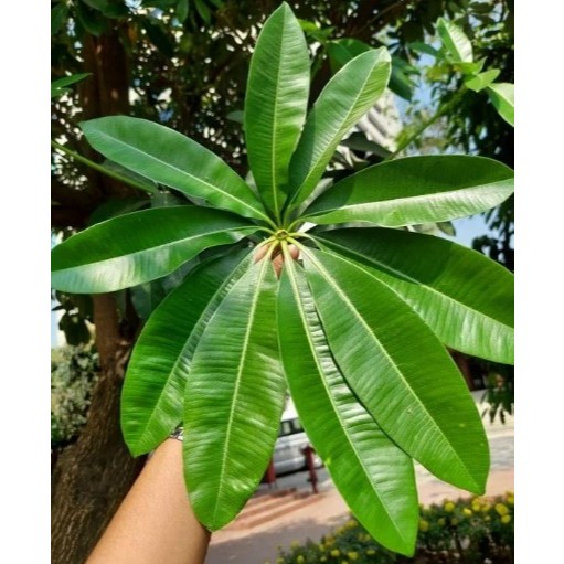 

Daun Lame Segar 500 gram / Daun Pule Segar 250 gram Alami